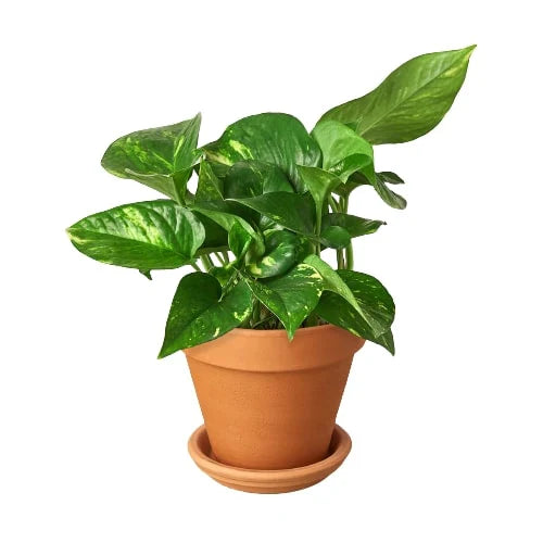 golden pothos houseplant in a terra cotta planter on a white background