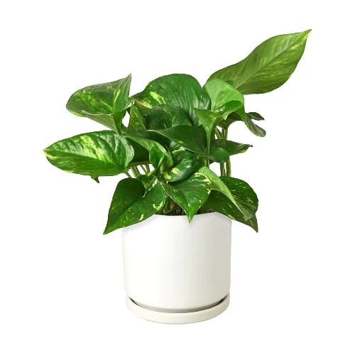 Golden pothos in white cylinder planter on white background