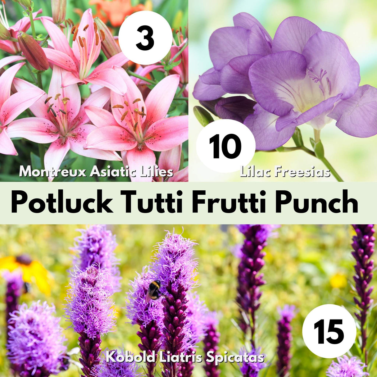 Potluck Tutti Frutti Punch Bulb Mix