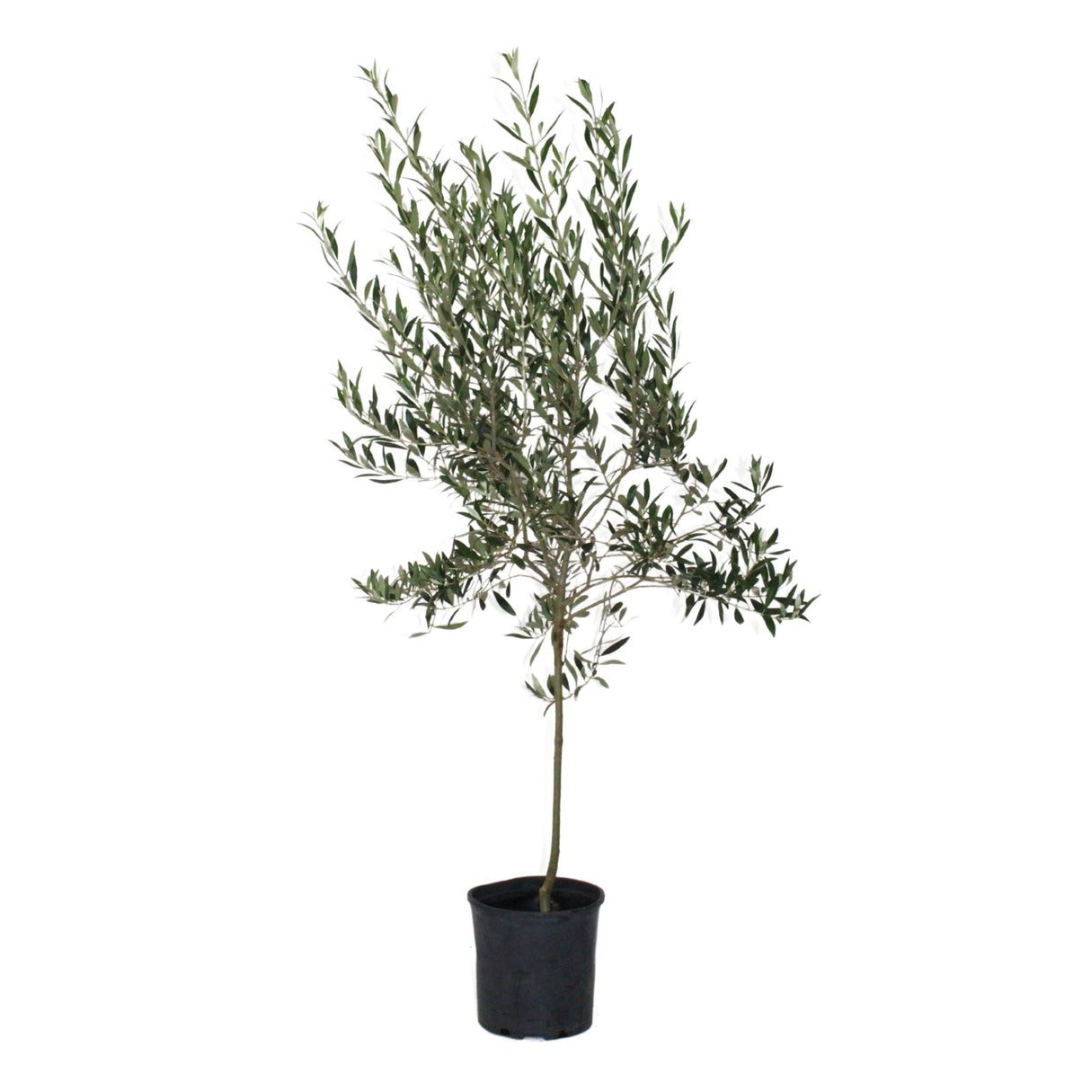 Arbequina Olive Tree - NationwidePlants.com