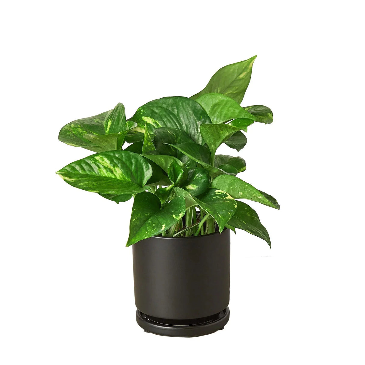 small golden pothos houseplant in black cylinder planter