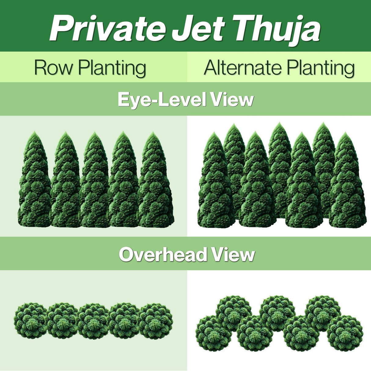 Private Jet Thuja Row Planting and Alternate Planting Guide