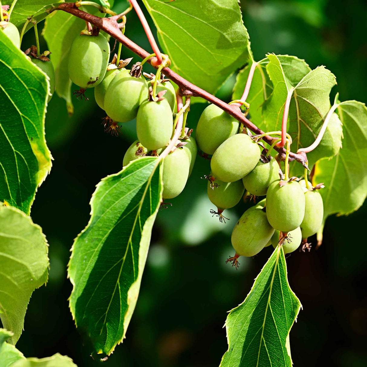 Prolific (Self Fertile) Kiwi Fruit growng on a branch with large green leaves.