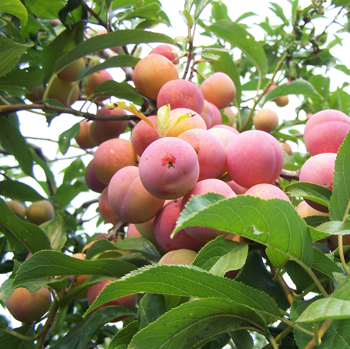 A cluster of pinkish-orange Bubblegum 'Toka' Plums growing among green foliage.