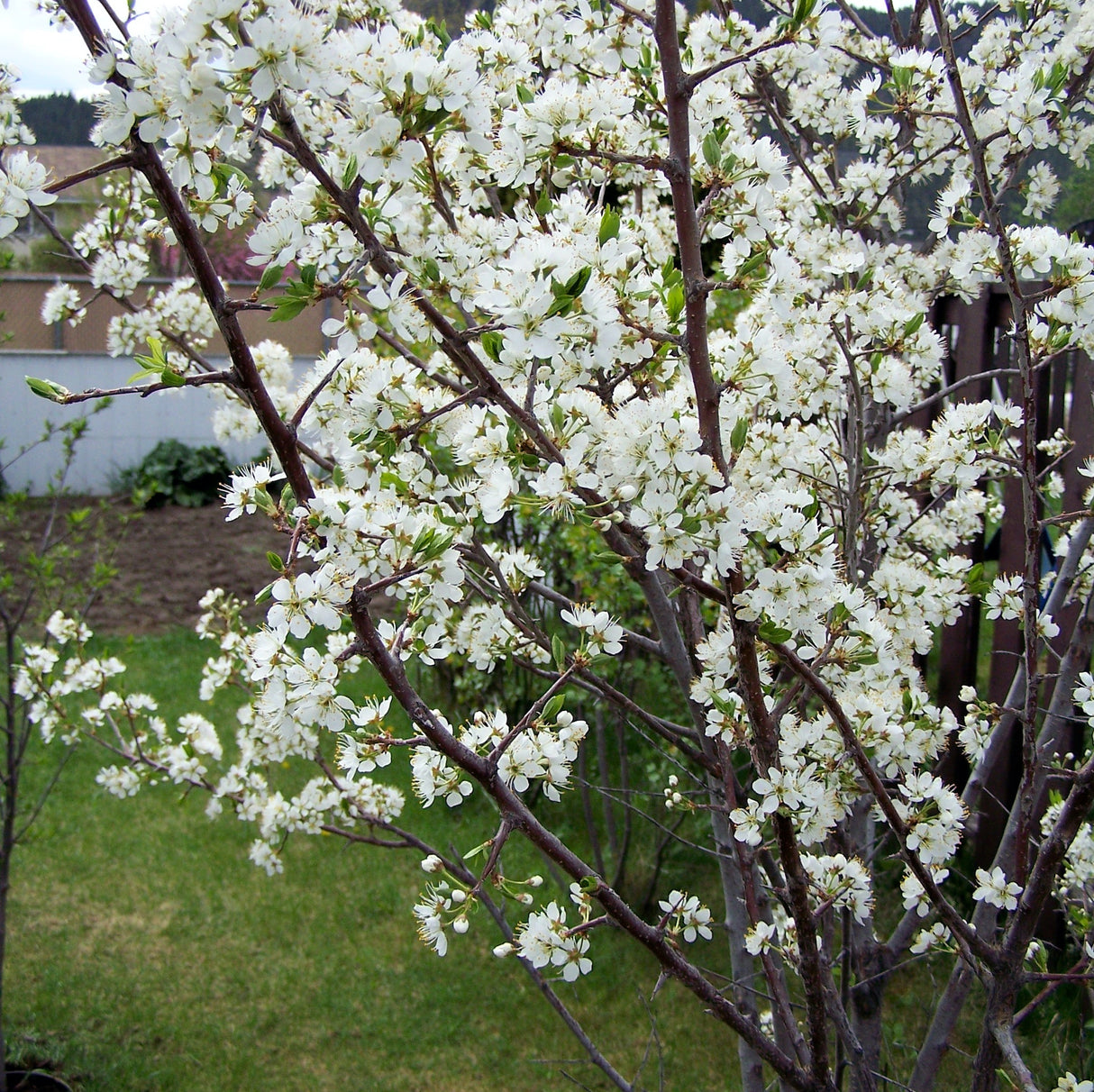 A Bubblegum 'Toka' Plum Tree in full bloom, covered in delicate white flowers.