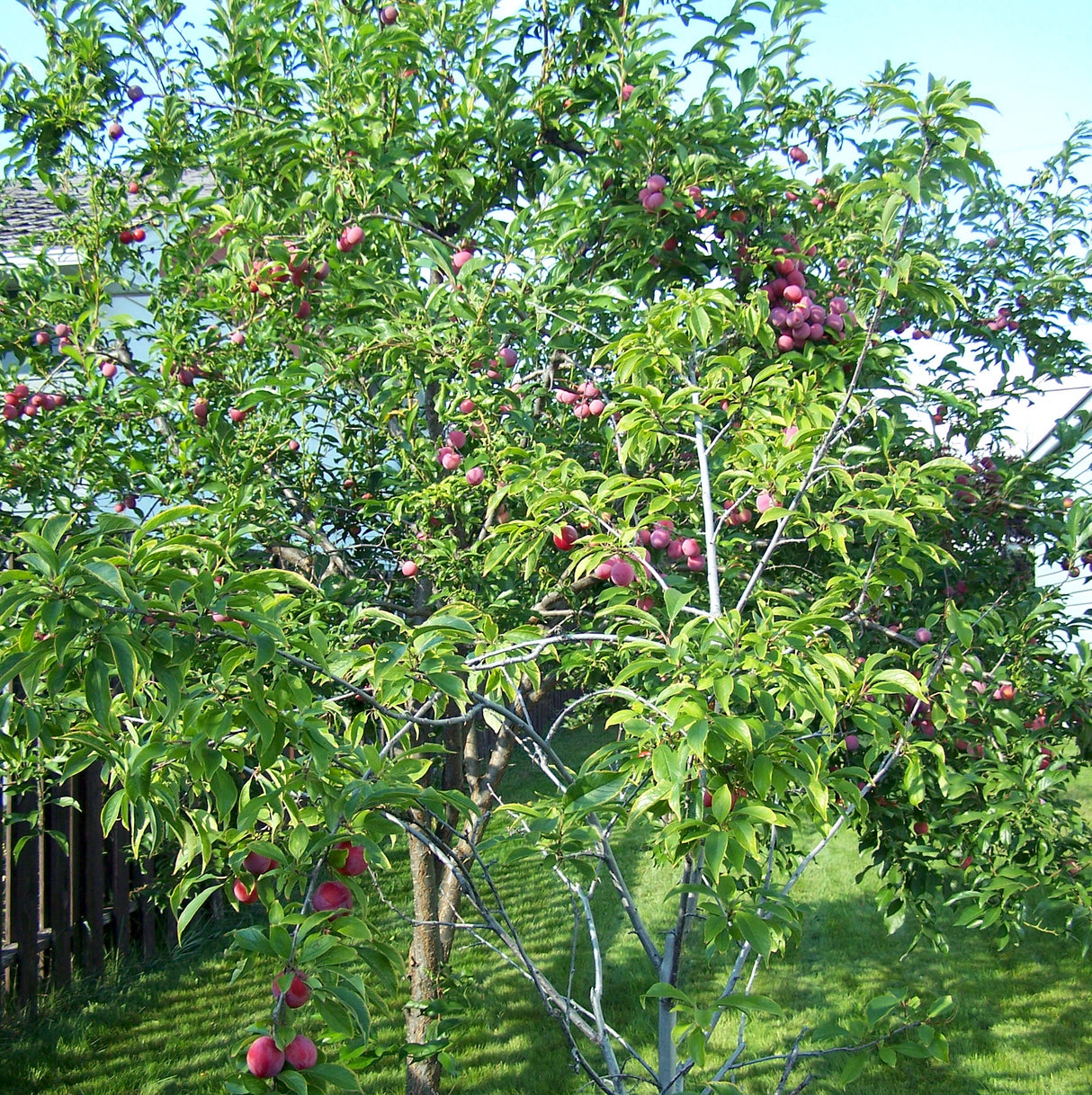 A full view of a Bubblegum 'Toka' Plum Tree with green leaves and ripening fruit.