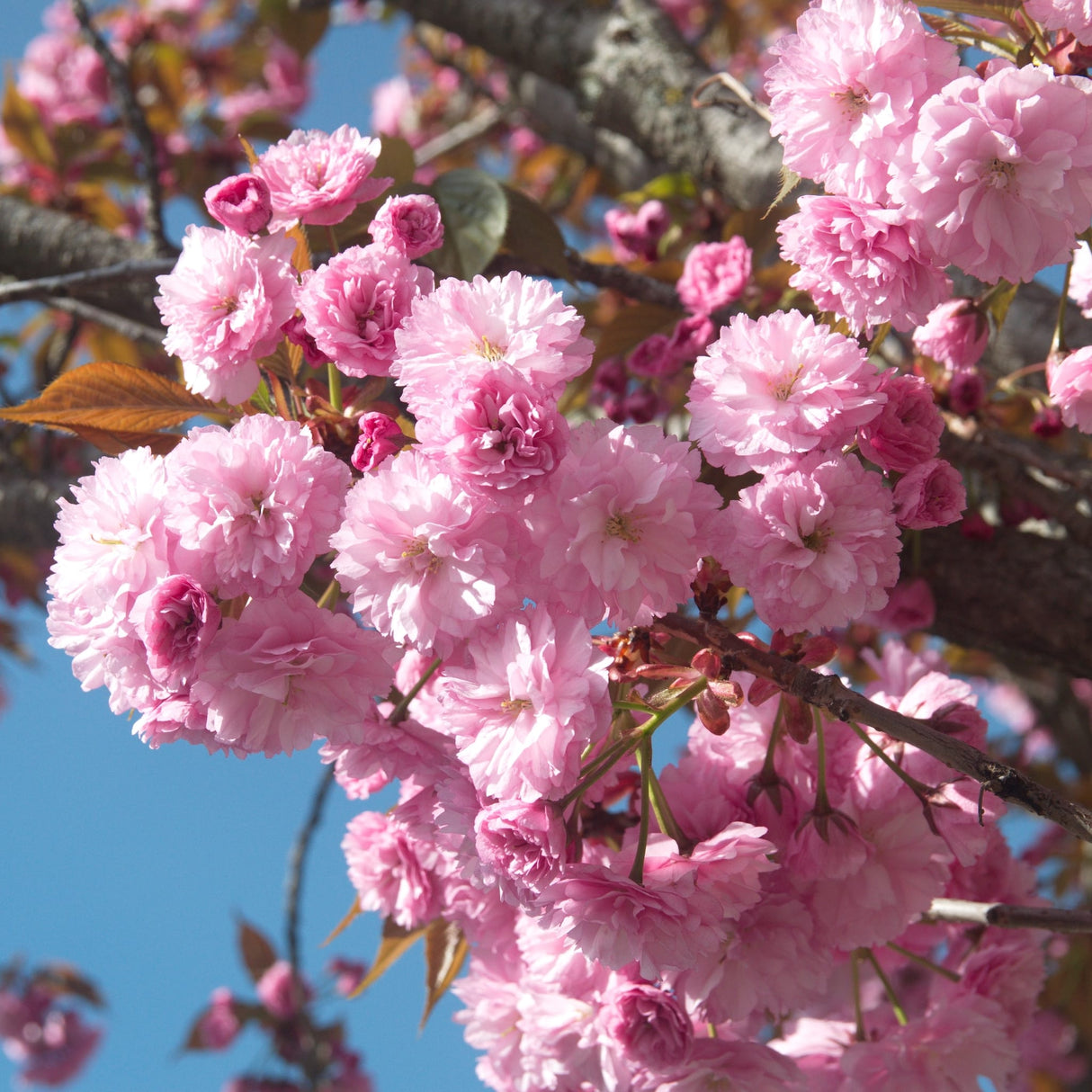 A detailed shot of delicate, double-layered pink cherry blossoms clustered on a branch against a clear blue sky.