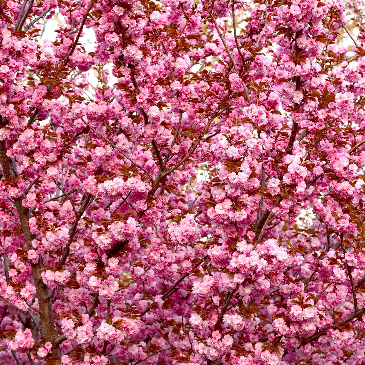 A mass of overlapping pink petals from a fully bloomed Kansan cherry tree, creating a sea of vibrant pink color.