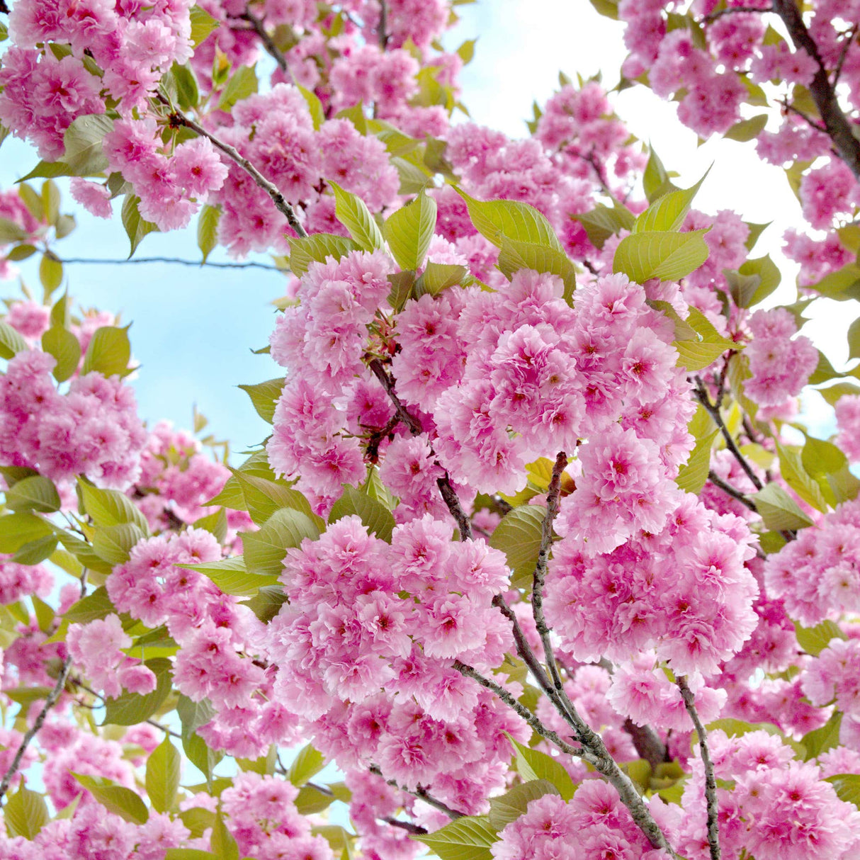 A mix of pink Kwanzaa cherry blossom flower blooms and fresh green leaves against a bright blue sky.