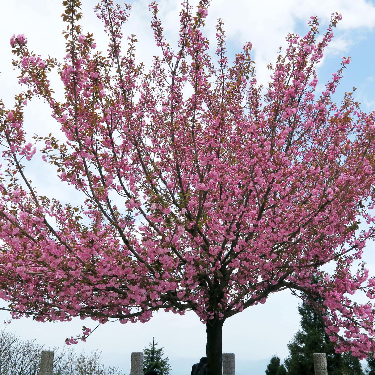 A mix of pink cherry blossoms and fresh green leaves, highlighting the seasonal contrast.