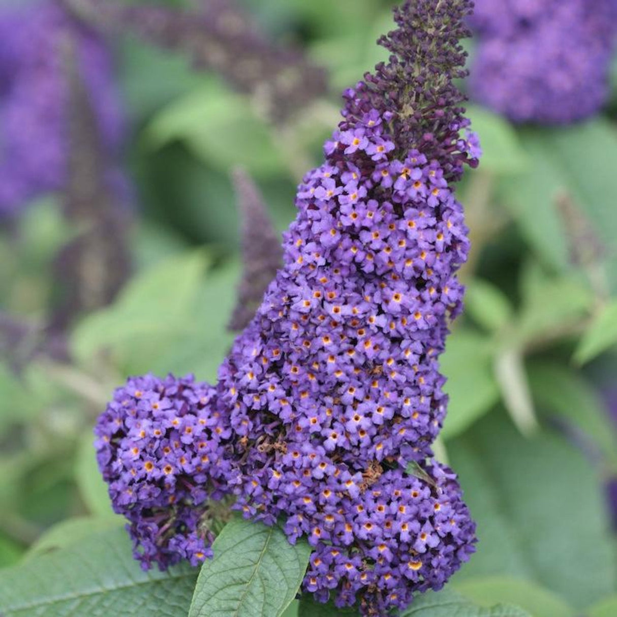 Single purple flower spike of the Pugster Blue Butterfly Bush with dense, tubular blooms.