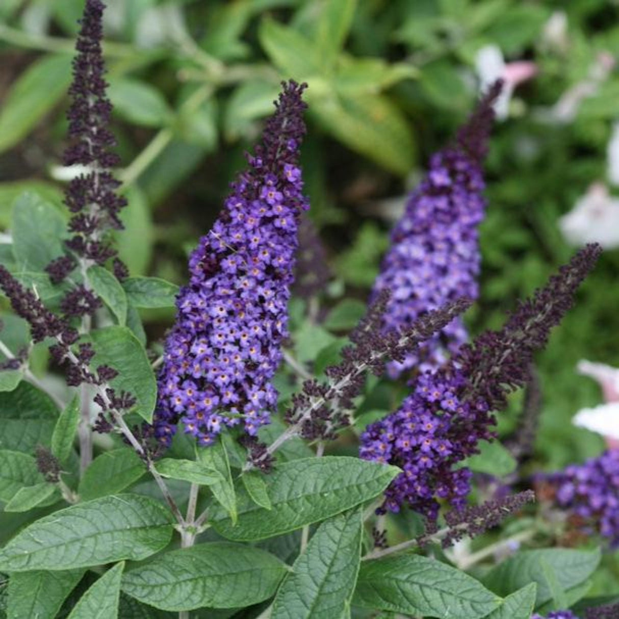 Two deep purple flower spikes of the Pugster Blue® Butterfly Bush with green foliage.