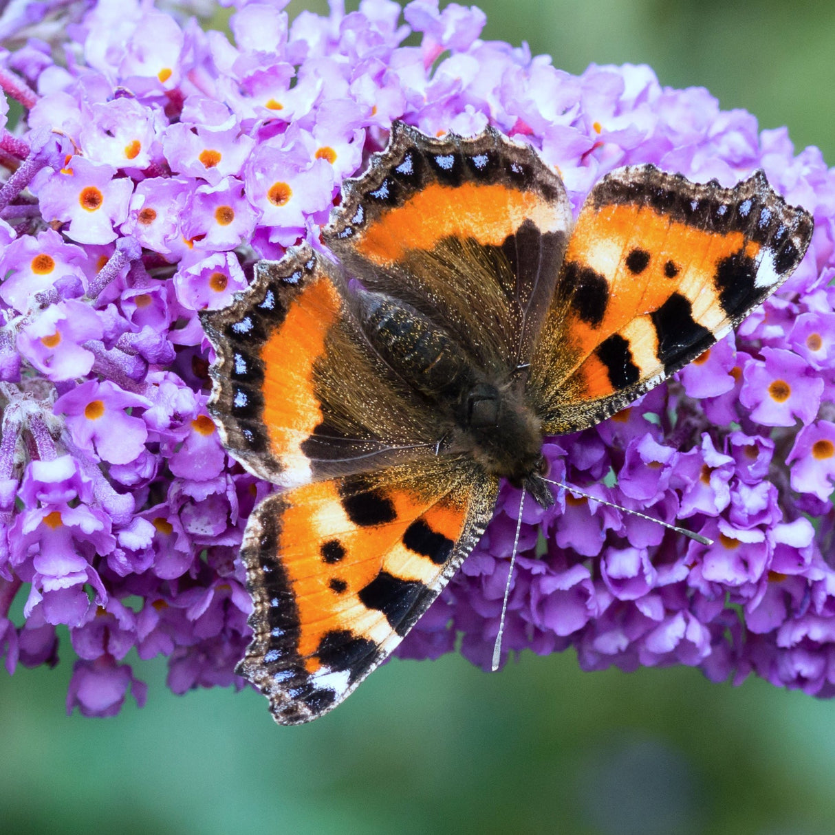 Close-up of a Pugster Blue® Butterfly Bush flower cluster with a Small Tortoiseshell butterfly.