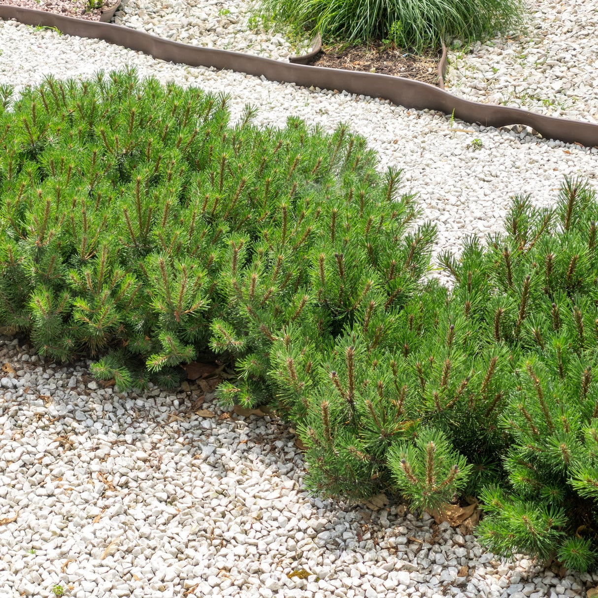 Low-growing Pumilio Mugo Pine in a rock garden with gravel and a wooden border.