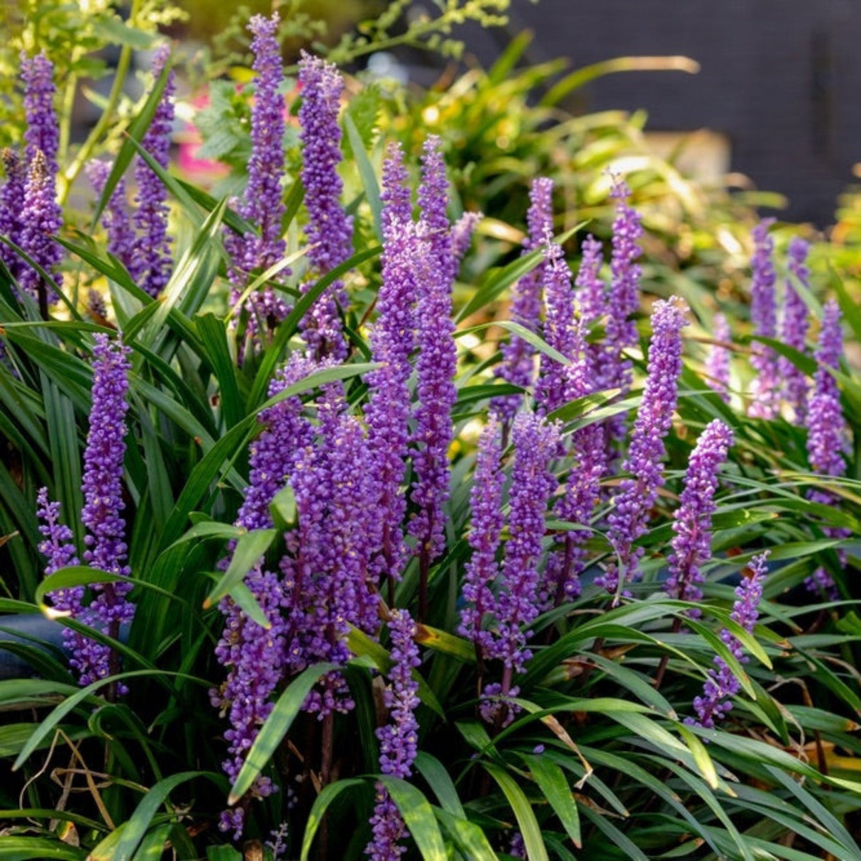 Purple Explosion Lilyturf with bright purple clusters coming up from the groups of ornamental grass.