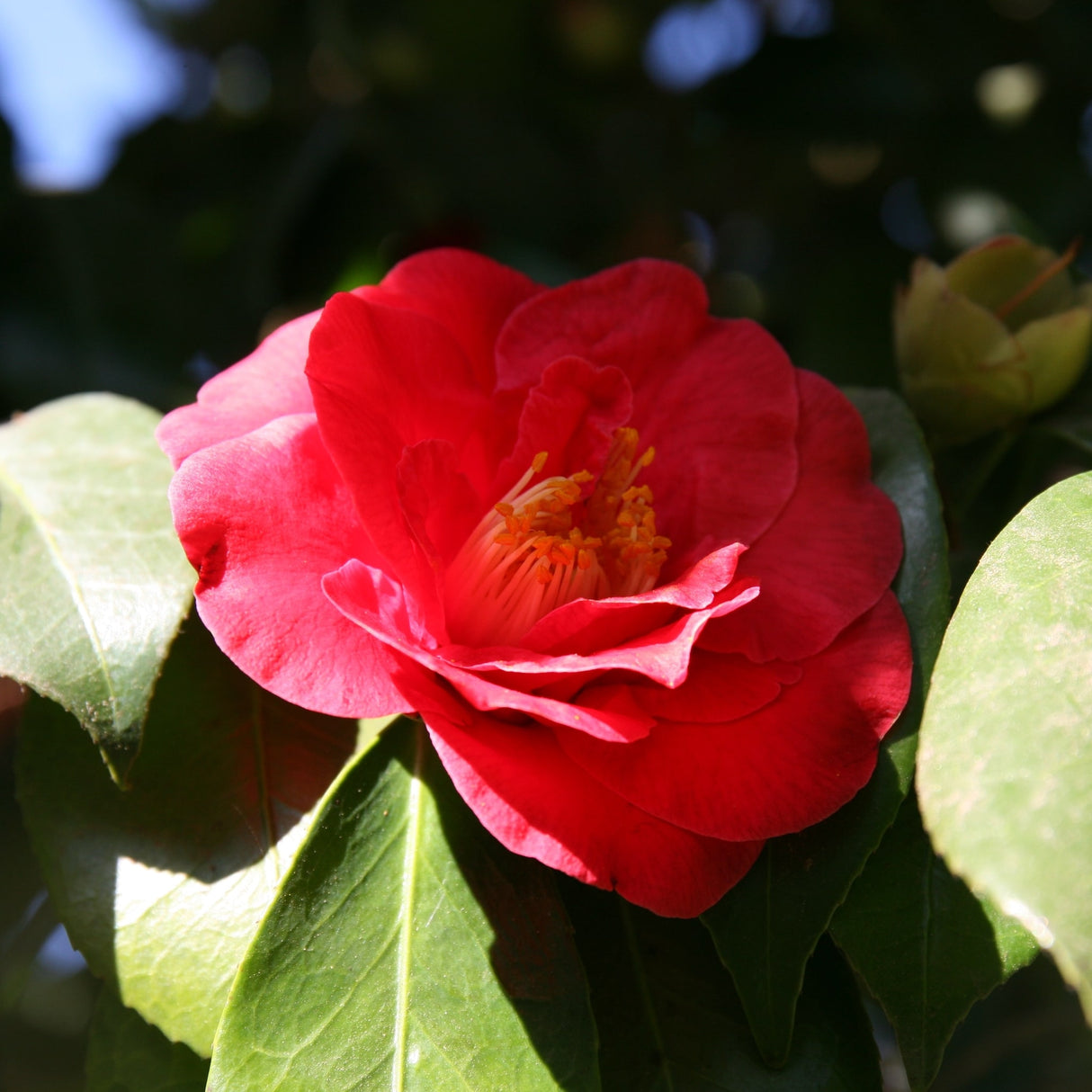 Close up of the RL Wheeler Camellia Bloom in dark shadows, with its glossy green foliage brightened by sun coming through.