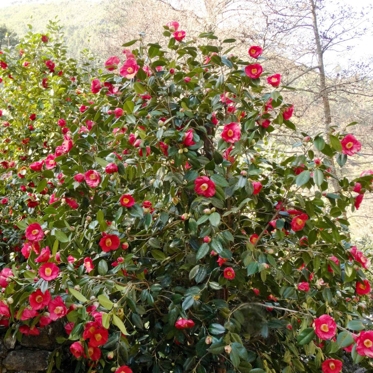 Unmanicured RL Wheeler camellia mature with natural variegation.