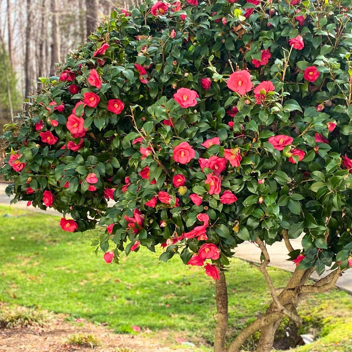 Side view of an R.L. Wheeler Camellia tree with lush reddish-pink blooms and glossy green leaves.