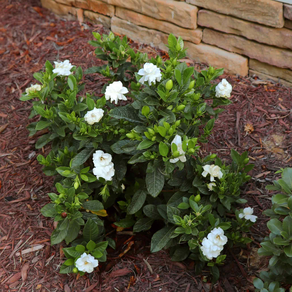 A Radicans Gardenia shrub with dark green leaves and white flowers planted in mulch near a stone wall.