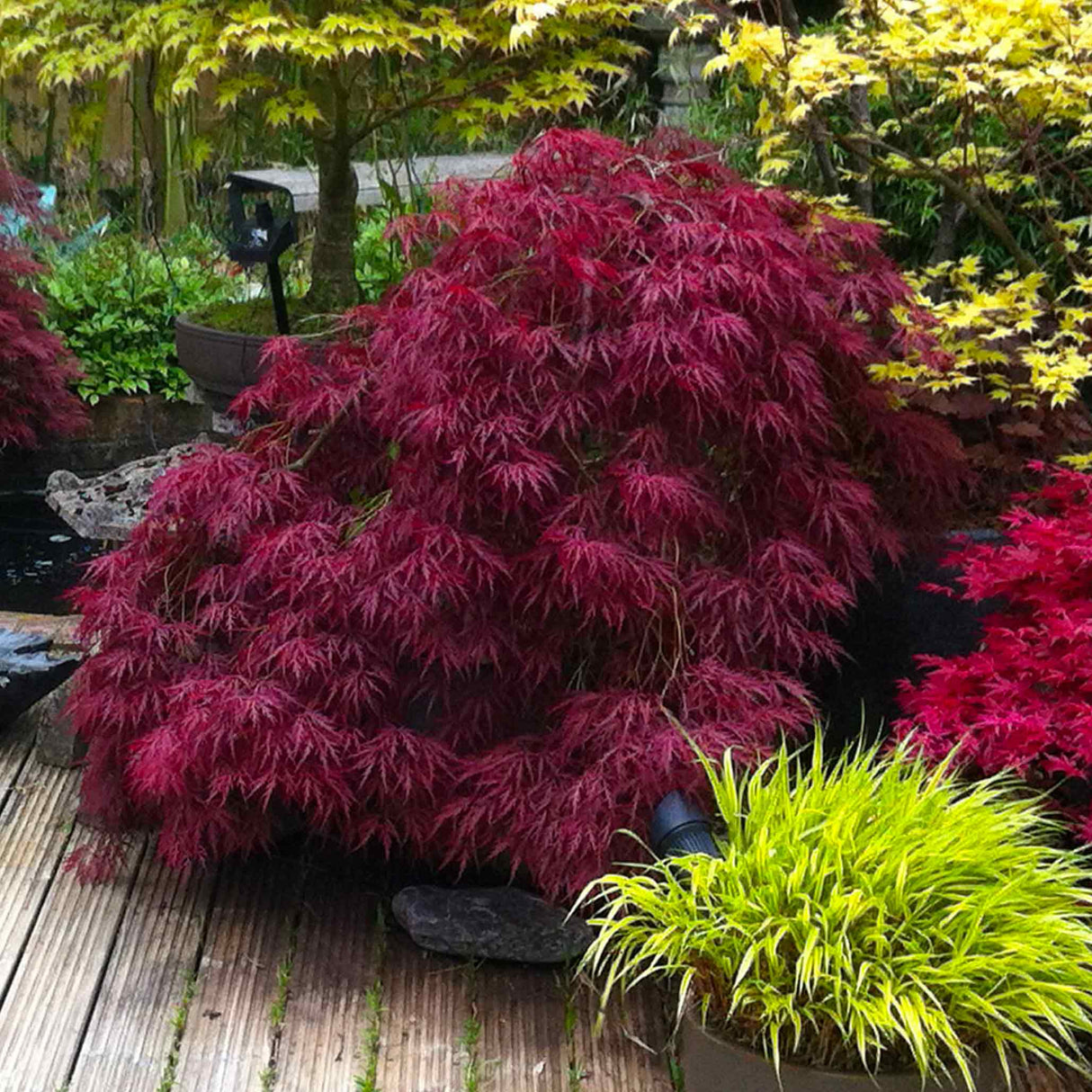 Red Dragon Japanese Maple Tree - NationwidePlants.com