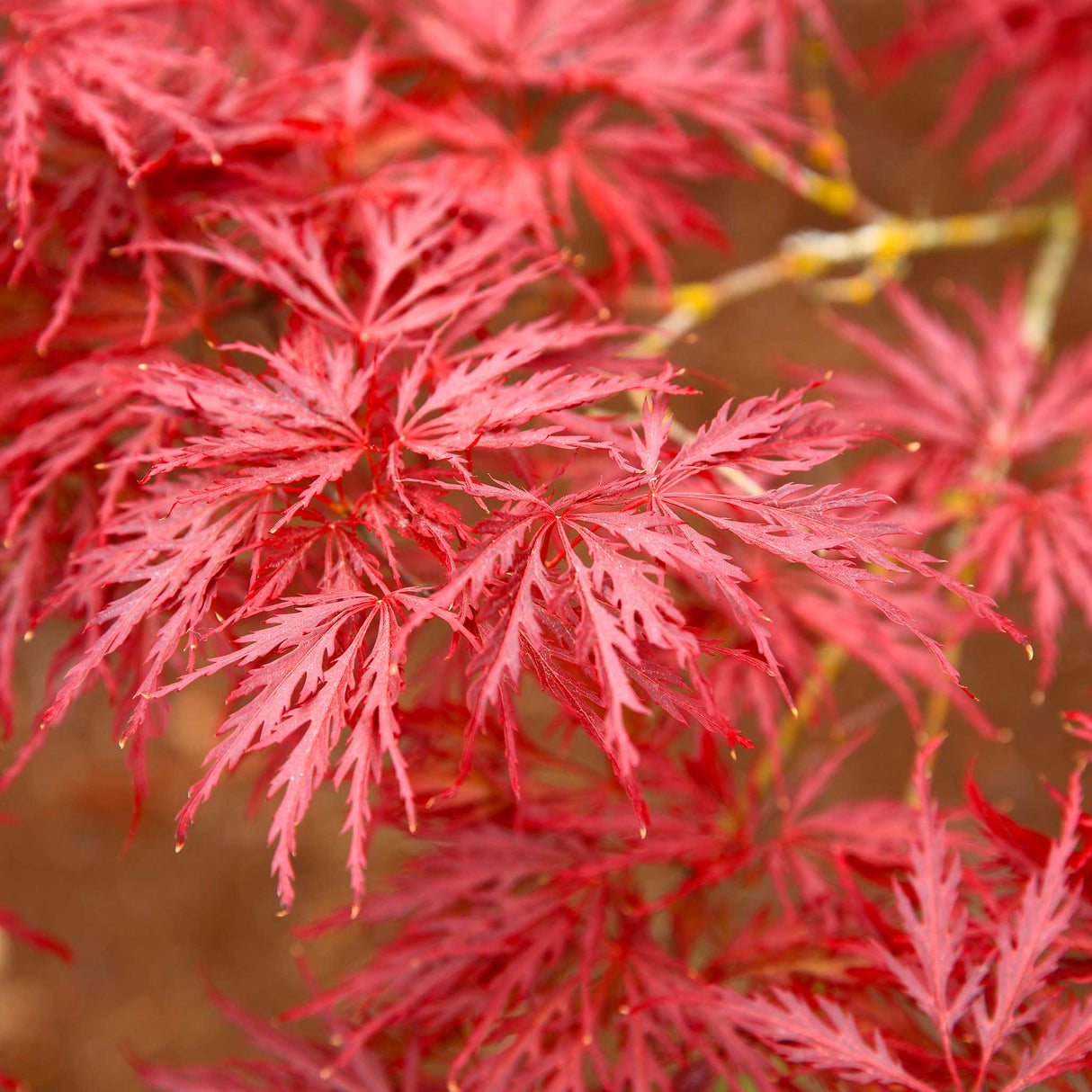 Red Dragon Japanese Maple Tree - NationwidePlants.com