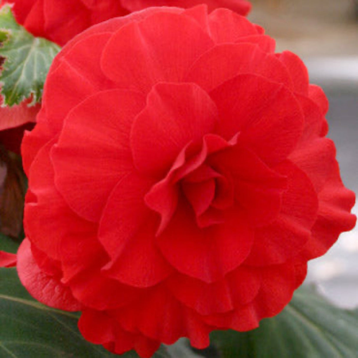 Red Double Begonia Tubers