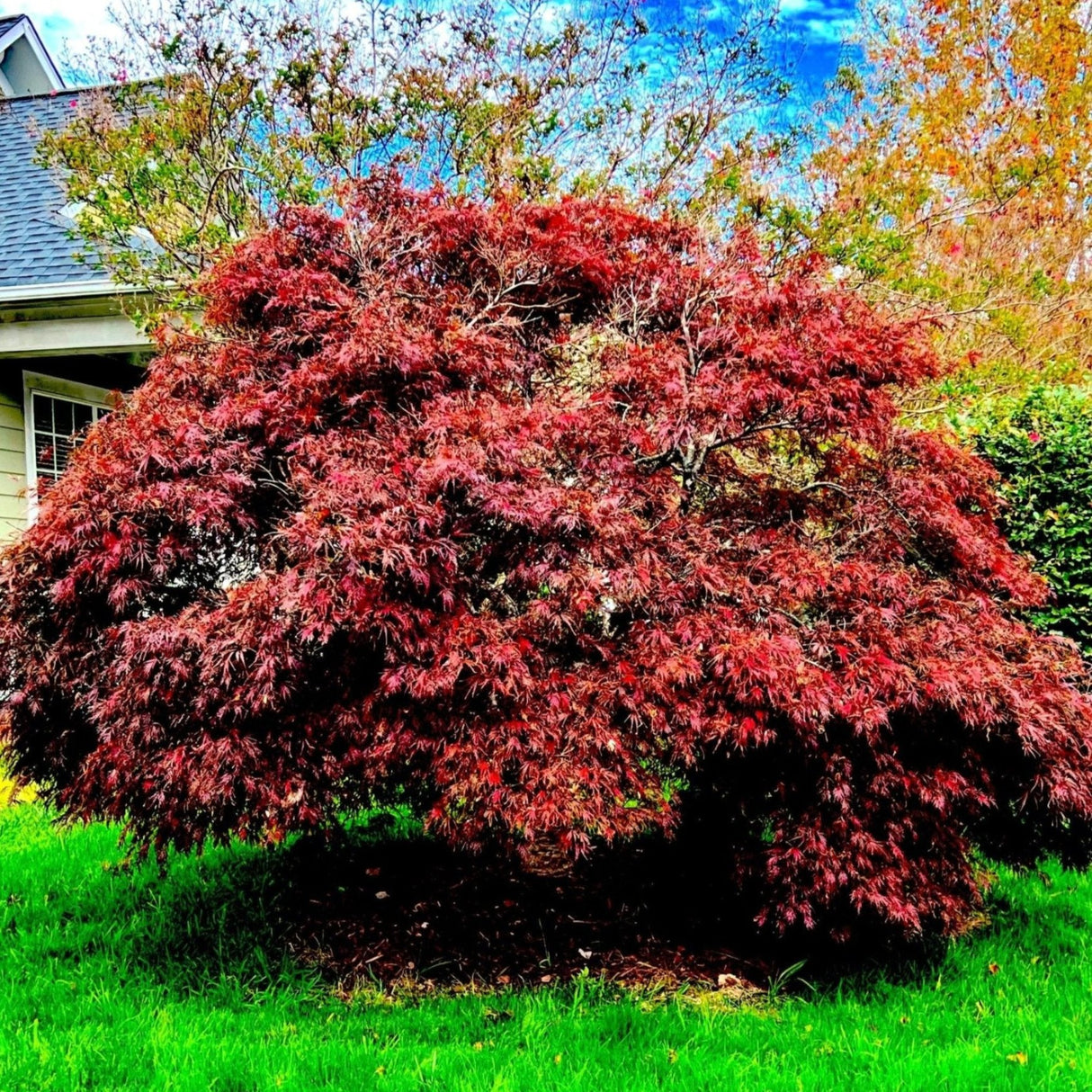 Red Dragon Japanese Maple Tree - NationwidePlants.com
