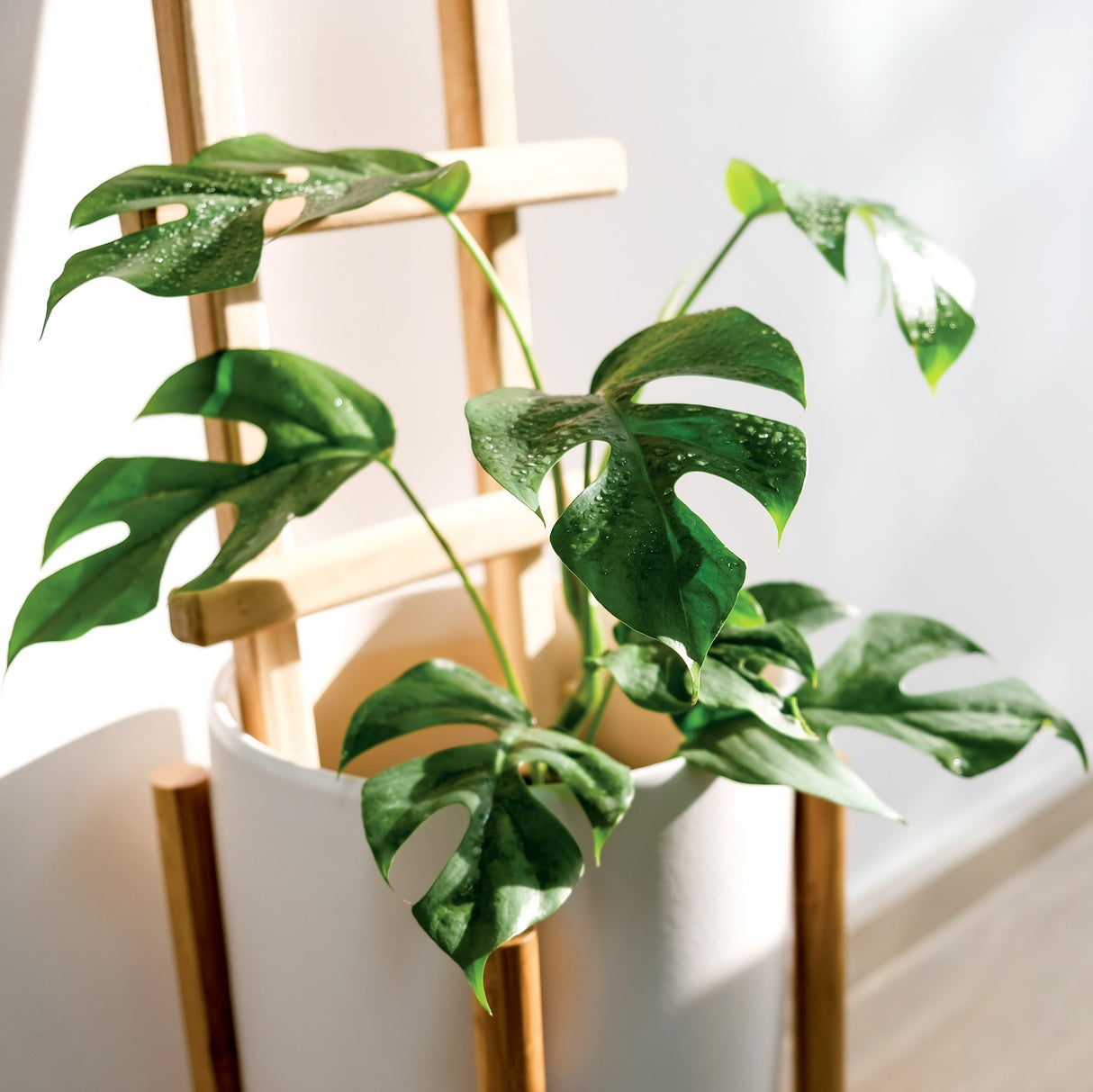 Rhaphidophora Tetrasperma "Mini Monstera" houseplant in white planter with natural light shining on its leaves which appear to have been lightly sprayed with water.