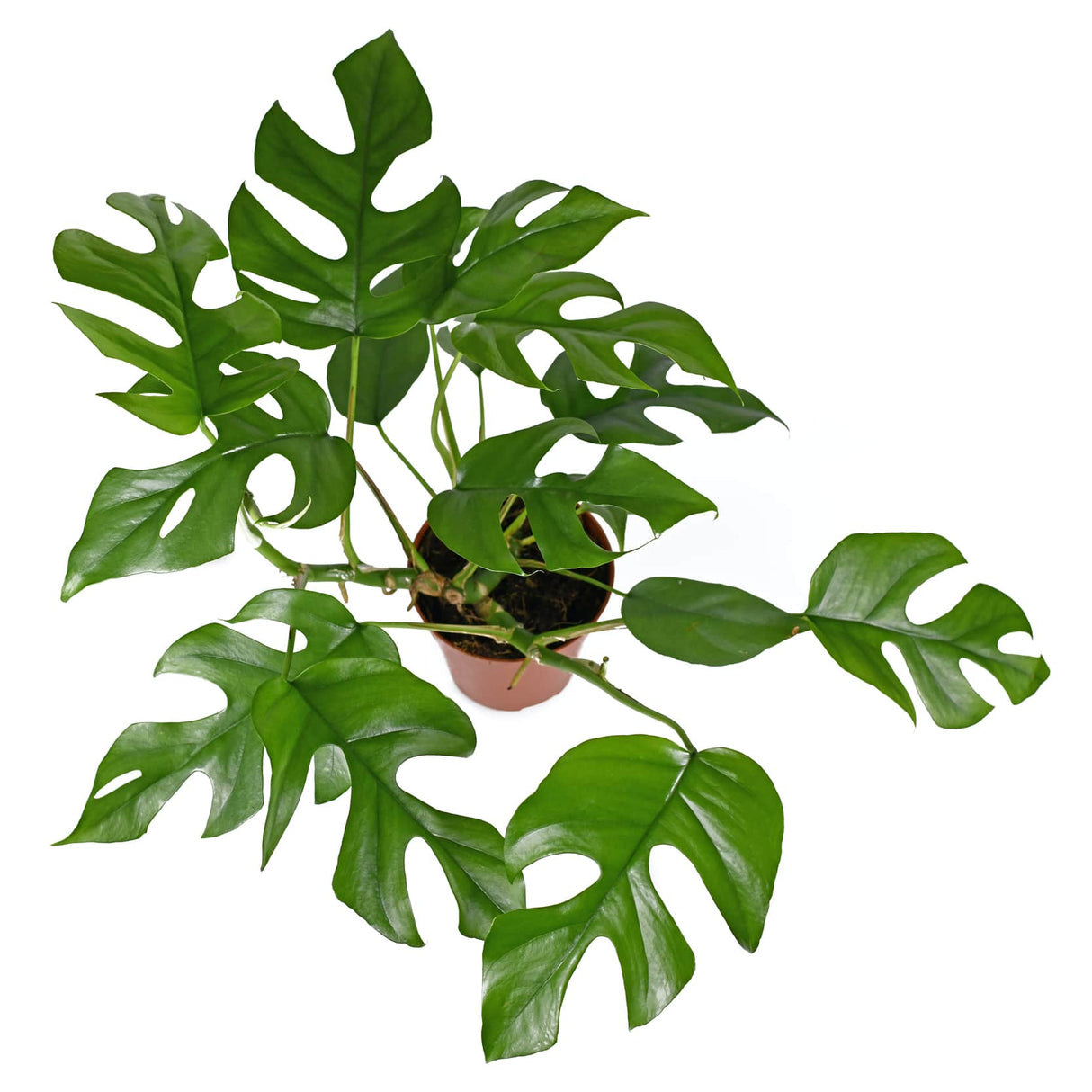 Rhaphidophora Tetrasperma "Mini Monstera" houseplant foliage from above on white background