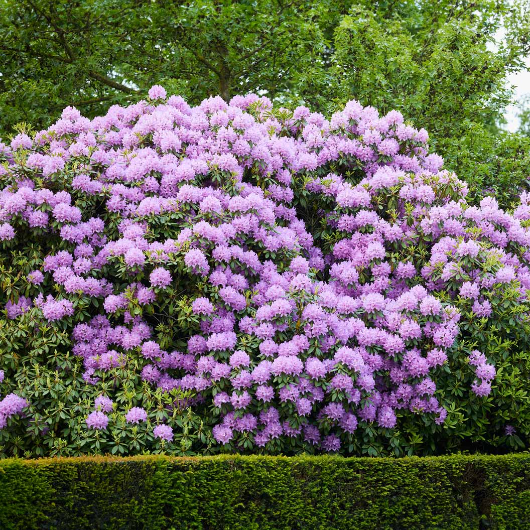 Large Boursault Catawba Rhododendron shrub covered in dense clusters of purple blooms.