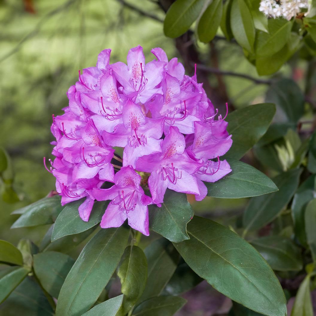 Single cluster of vibrant purple Boursault Catawba Rhododendron flowers with broad green leaves.
