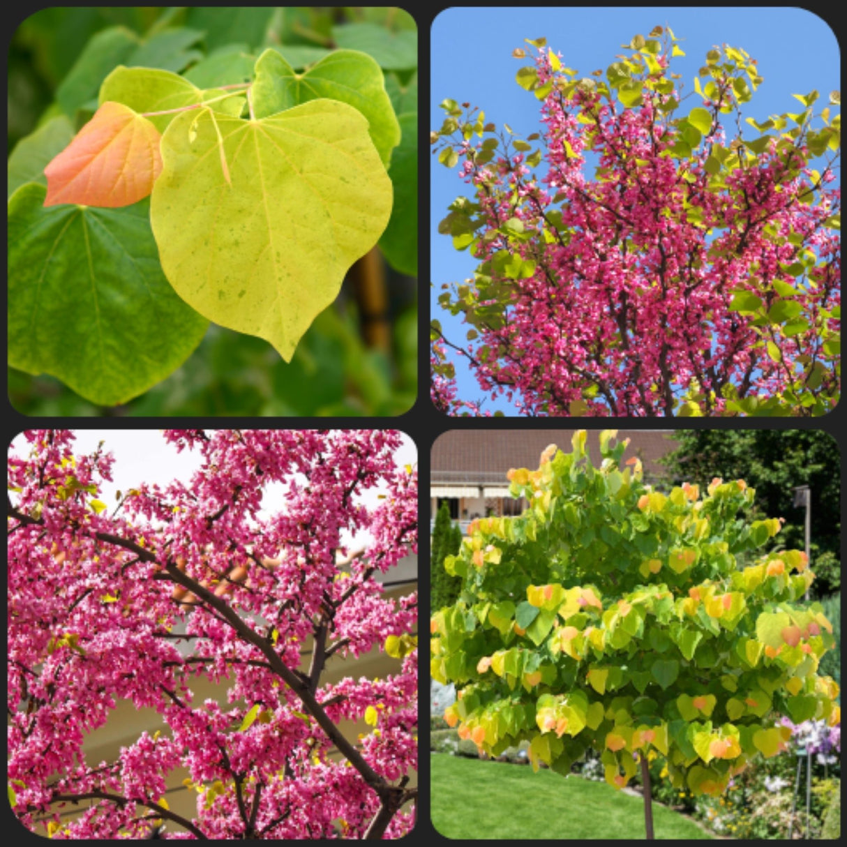 Collage with photos of various stages of the rising sun redbud tree, and a close up of the radish-orange, yellow and green foliage that give it its name.