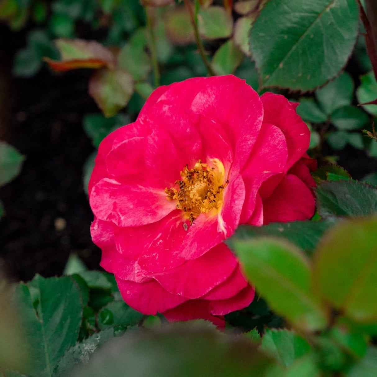 Close up of a Cinnamon Hearts Rose bloom with red petals and a yellow center, surrounded by green foliage.