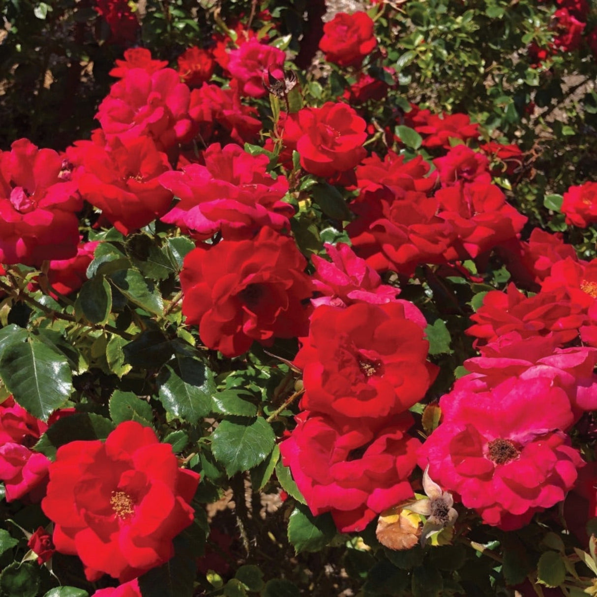 Cinnamon Hearts Rose bush with abundant red blooms and glossy green foliage in bright sunlight.