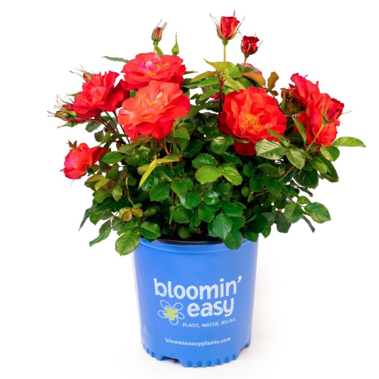 Cinnamon Hearts Rose in full bloom with pinkish-red petals in a blue nusery planter that says "bloomin easy" on a white background.