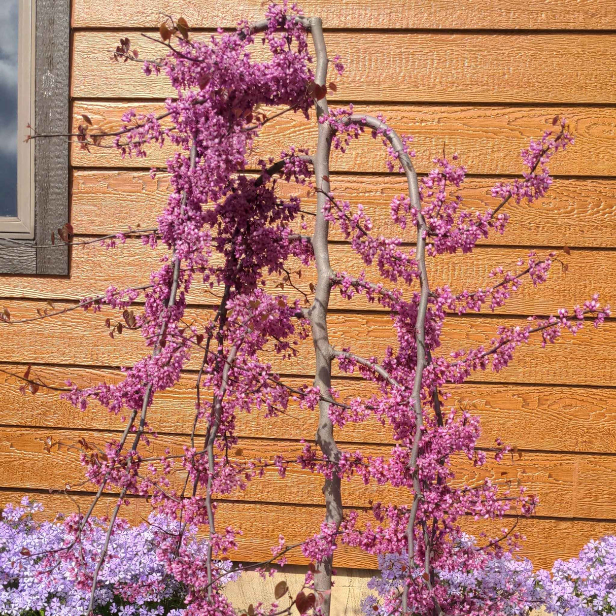 Young Ruby Falls Redbud Tree with bright pink blossoms against a wooden wall.