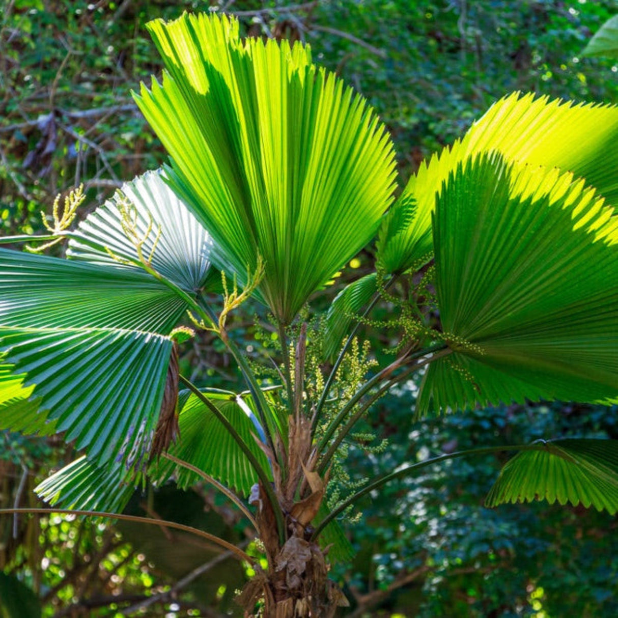 ruffled fan palm tree against blurred jungle background