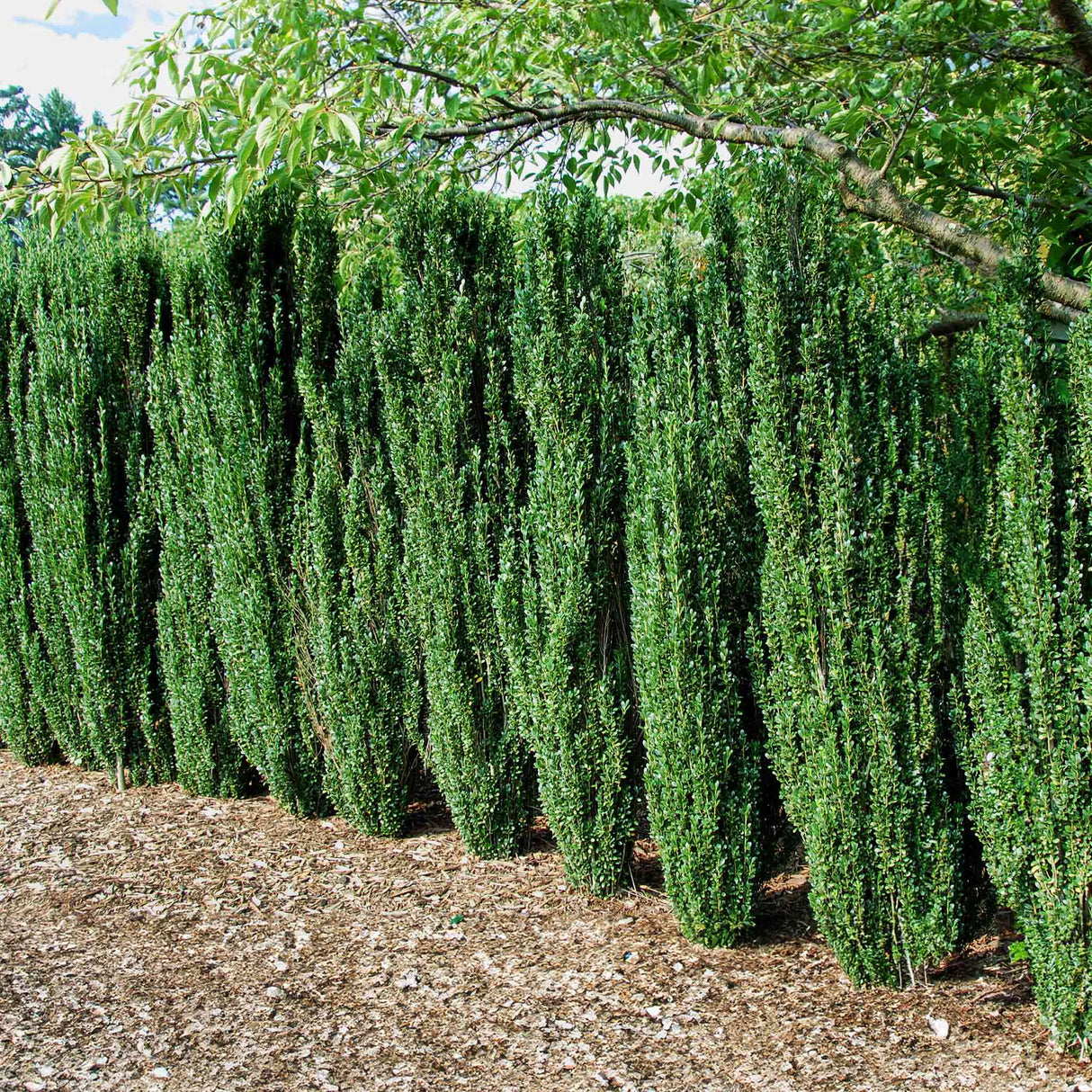 Row of Sky Pencil Holly shrubs used as a hedge in a landscaped garden.