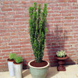 Potted Sky Pencil Holly with upright, narrow growth against a brick wall.