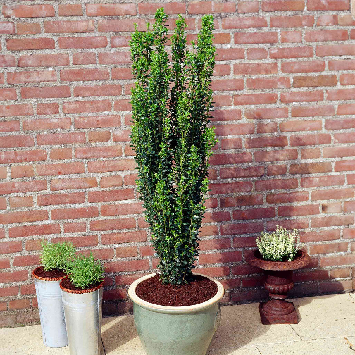 Potted Sky Pencil Holly with upright, narrow growth against a brick wall.