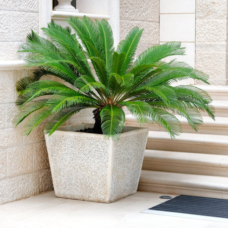 Sago palm in a textured square planter near outdoor steps, with lush green fronds.