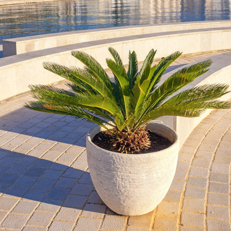 Sago palm in a round gray pot on a patio, with sunlight casting shadows.