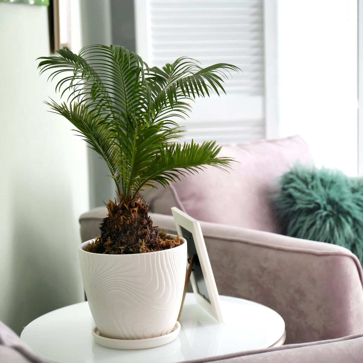 Sago palm in a white pot indoors near a window, placed on a round table.