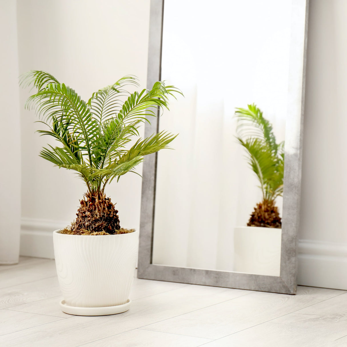 Sago palm in a white pot placed near a mirror.