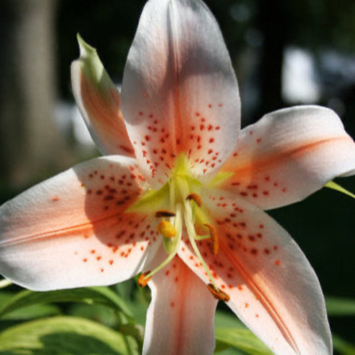 Close-up of an Oriental Lily 'Salmon Party' flower with white petals, reddish freckles, and yellow/orange stamens.