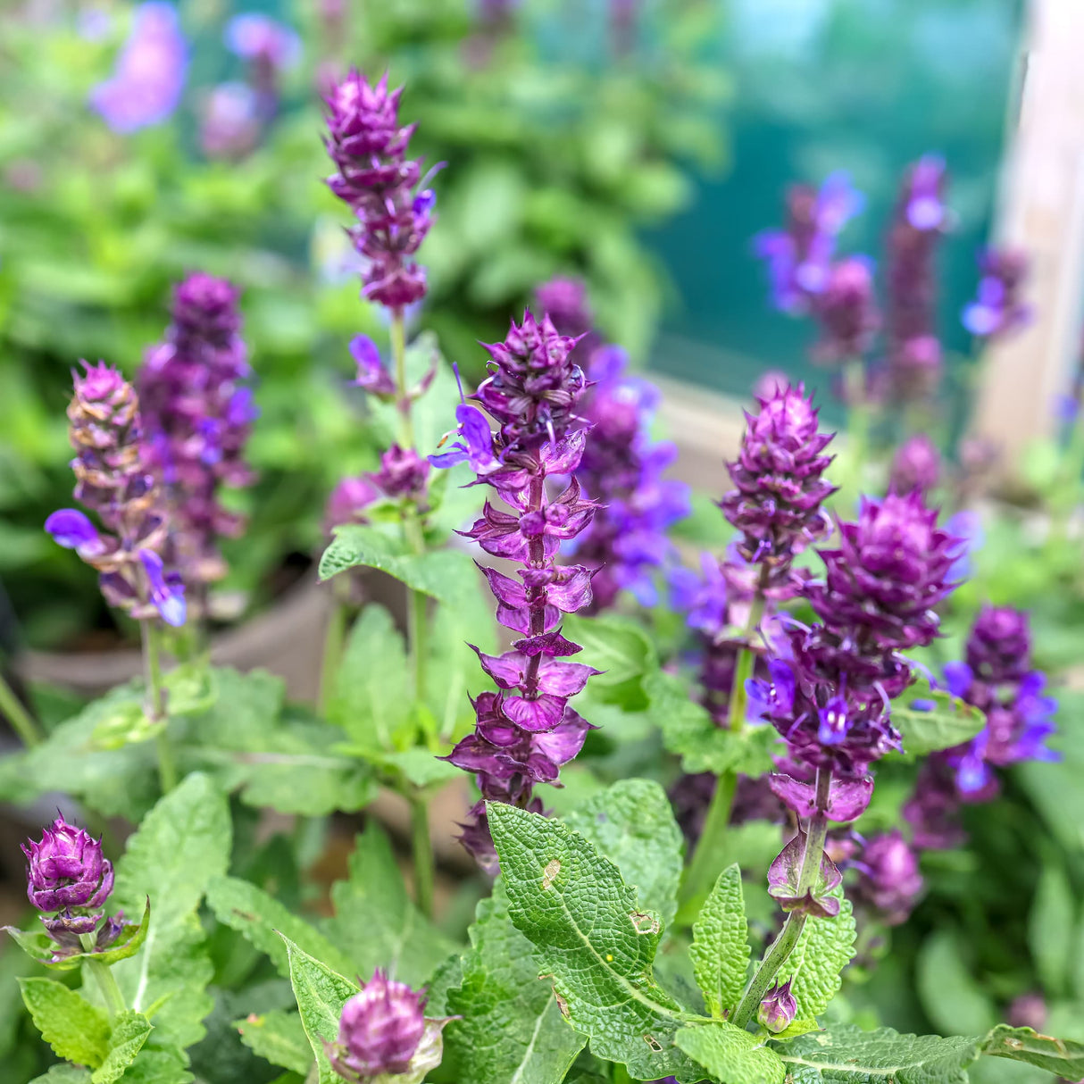 Close-up of blue marvel salvia with vivid purple blooms and textured green leaves.