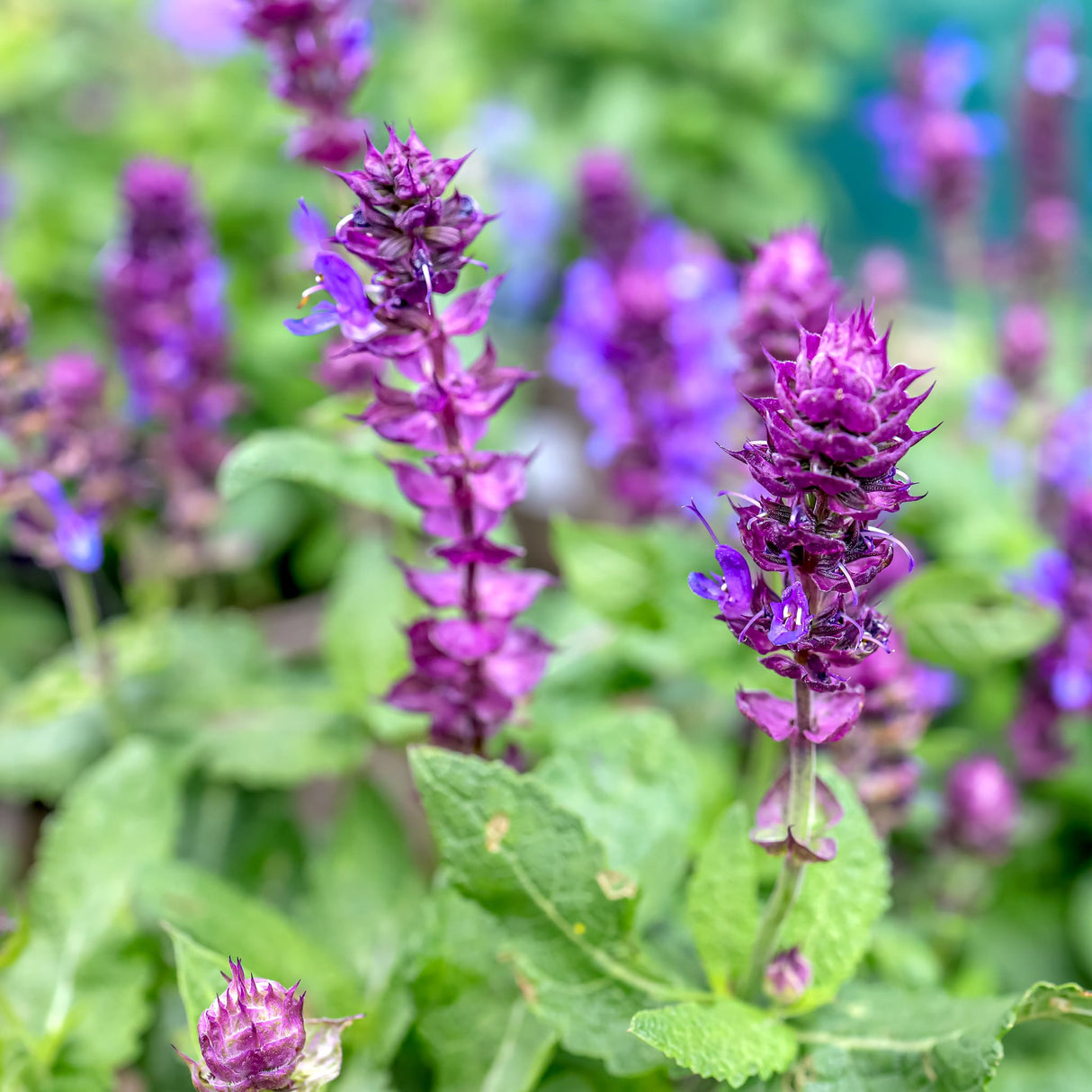 Upright purple flower spikes of blue marvel salvia surrounded by leafy green stems.