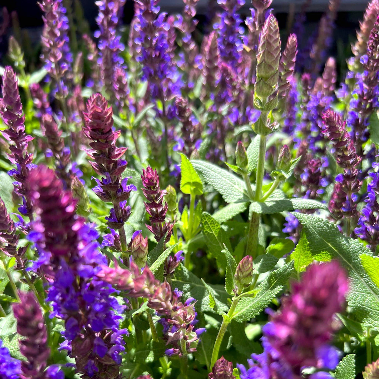 Dense cluster of blue marvel salvia with purple flower spikes and green foliage.