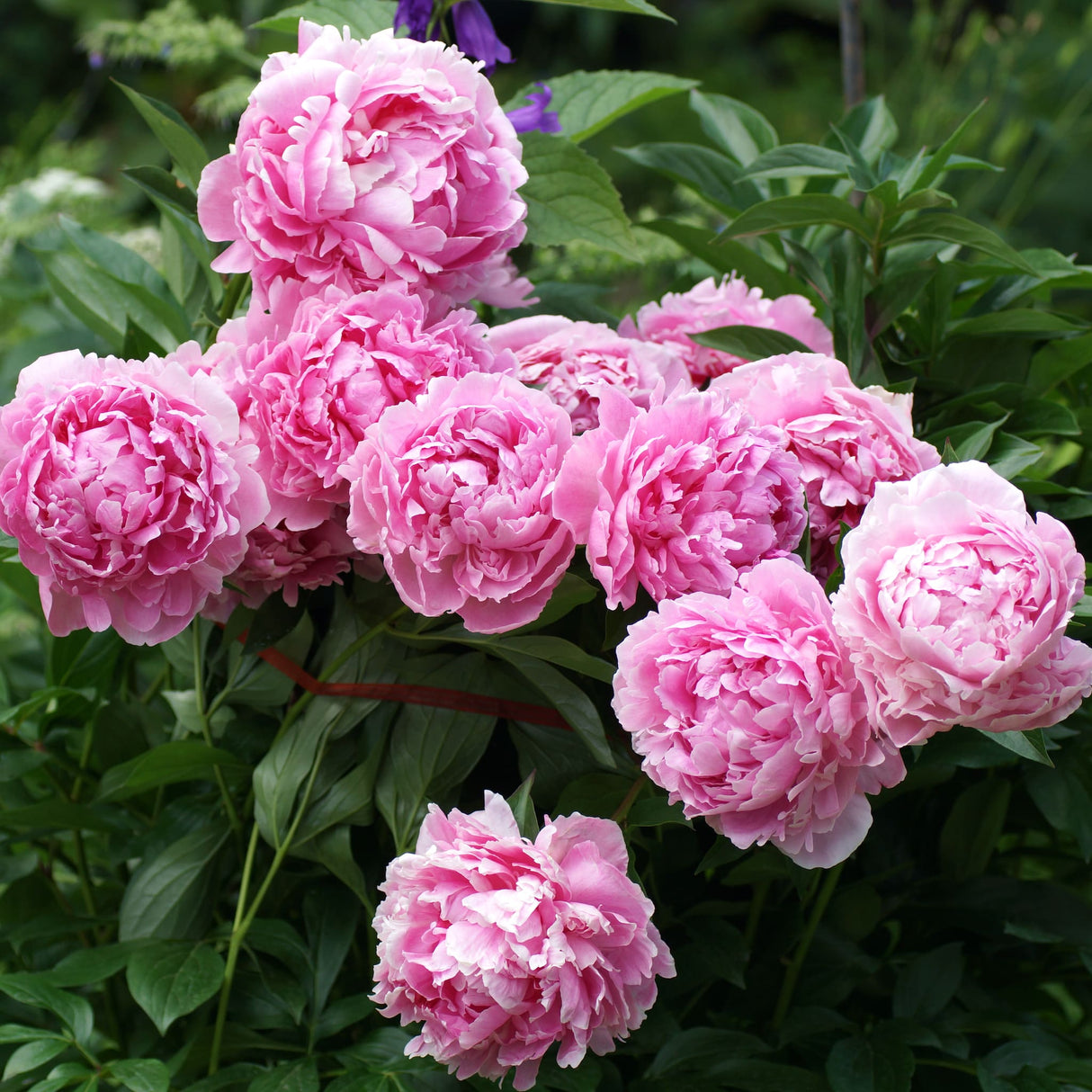 Cluster of vibrant pink Sarah Bernhardt peonies in full bloom with lush green foliage.