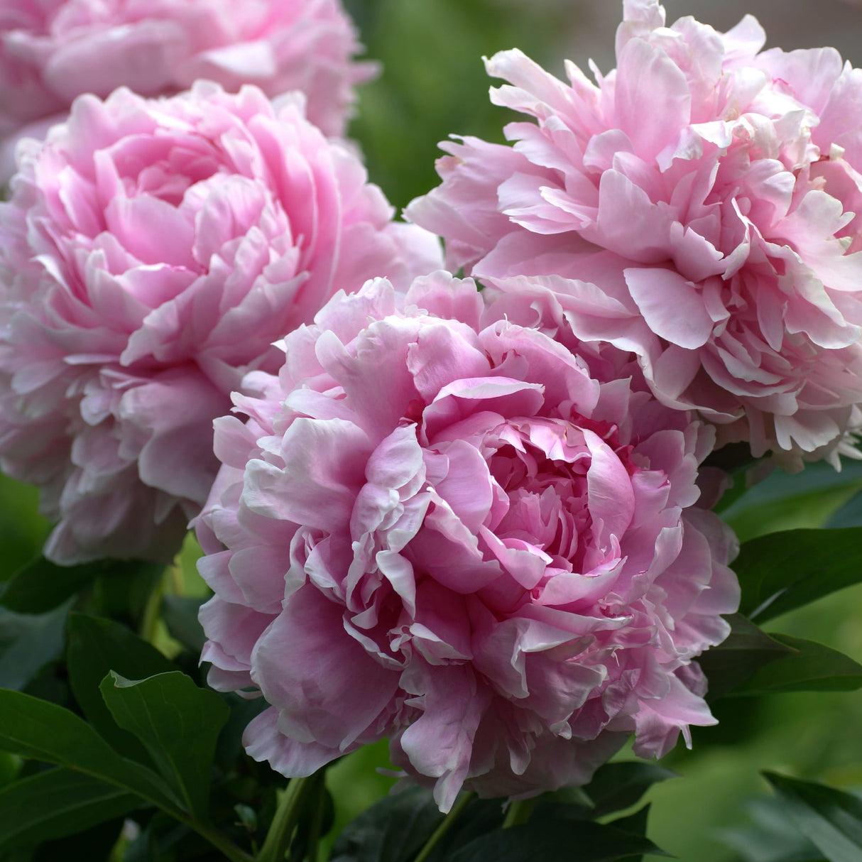 Close-up of Sarah Bernhardt peonies showcasing delicate pink petals and rich green leaves.